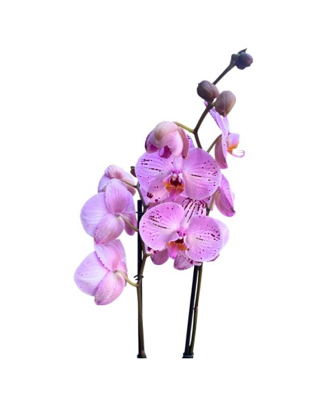ORCHIDEA PHALAENOPSIS ROSA CASSIE - 2 STELI