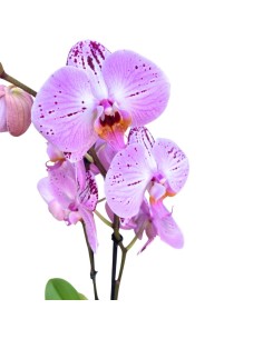 ORCHIDEA PHALAENOPSIS ROSA CASSIE - 2 STELI 2