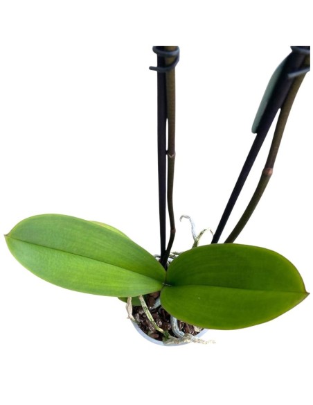 ORCHIDEA PHALAENOPSIS ROSA CASSIE - 2 STELI