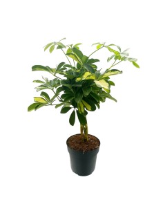 SCHEFFLERA GOLD V 17 cm foglie verde brillante e giallo oro