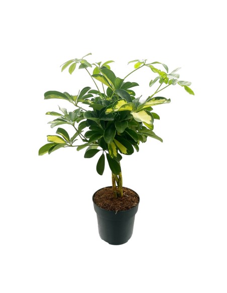 SCHEFFLERA GOLD V 17 cm foglie verde brillante e giallo oro