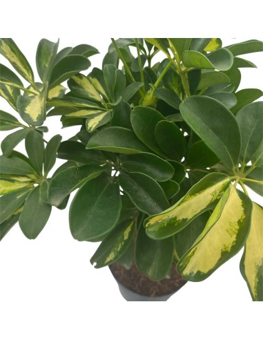 SCHEFFLERA GOLD V 17 cm foglie verde brillante e giallo oro