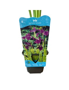 IRIS ENSATA KAEMPFERI "Fior di Spada del Giappone"