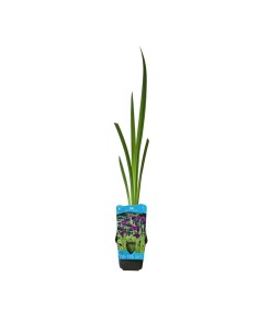 IRIS ENSATA KAEMPFERI "Fior di Spada del Giappone" 2