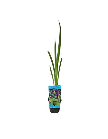 IRIS ENSATA KAEMPFERI "Fior di Spada del Giappone"