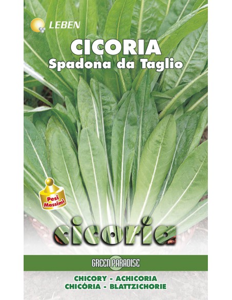SEMI DI CICORIA SPADONA QUALITA' SUPERIORE