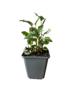 HOUTTUYNIA CORDATA 'CHAMELEON' fogliame variegato 2