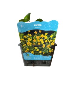 CALTHA PALUSTRIS Ranuncolo di Palude, Calendula di Palude