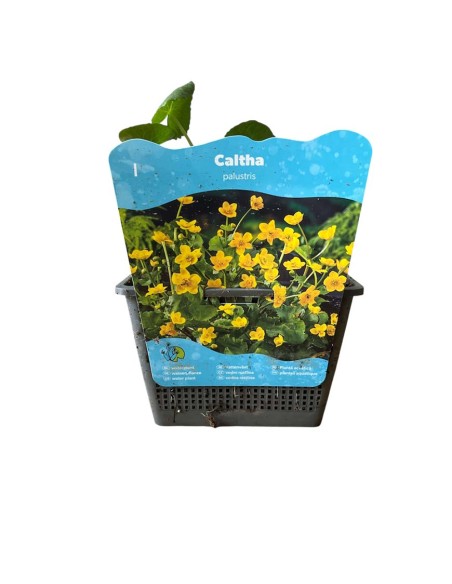CALTHA PALUSTRIS Ranuncolo di Palude, Calendula di Palude