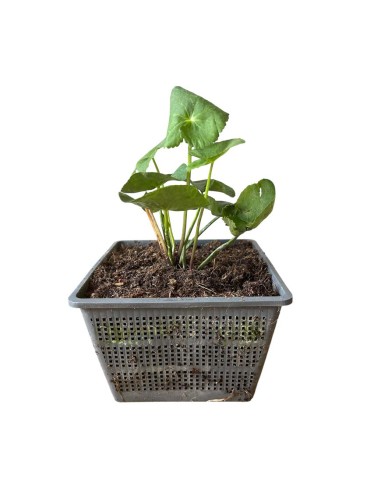 CALTHA PALUSTRIS Ranuncolo di Palude, Calendula di Palude