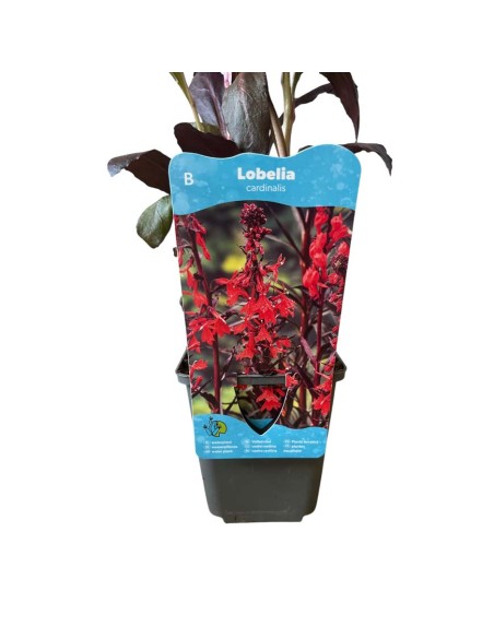 LOBELIA CARDINALIS spighe di fiori di un rosso scarlatto