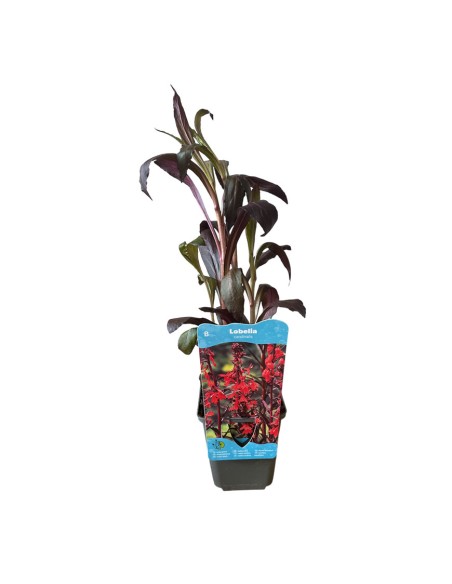 LOBELIA CARDINALIS spighe di fiori di un rosso scarlatto