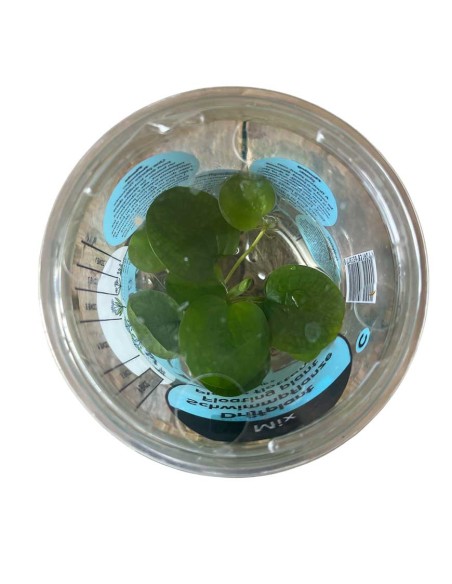 LIMNOBIUM SPONGIA "Giglio d'Acqua Spugnoso"