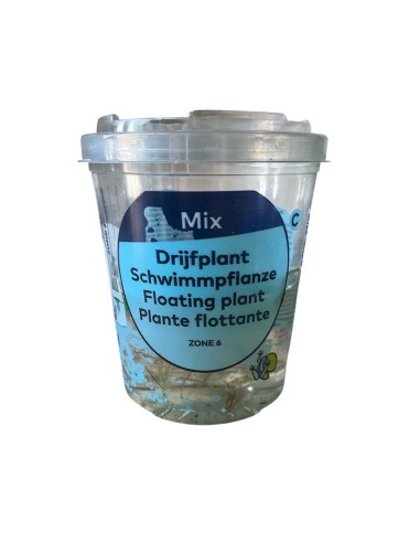 LIMNOBIUM SPONGIA "Giglio d'Acqua Spugnoso"