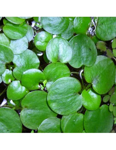 LIMNOBIUM SPONGIA "Giglio d'Acqua Spugnoso"