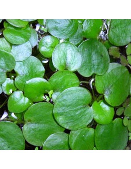 LIMNOBIUM SPONGIA "Giglio d'Acqua Spugnoso"