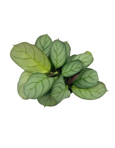 MARANTA LEUCONEURA AMAGRIS MINT  diametro vaso 6 cm