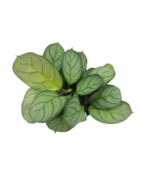 MARANTA LEUCONEURA AMAGRIS MINT  diametro vaso 6 cm