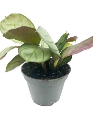 MARANTA LEUCONEURA AMAGRIS MINT  diametro vaso 6 cm