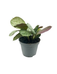 MARANTA LEUCONEURA AMAGRIS MINT  diametro vaso 6 cm 2