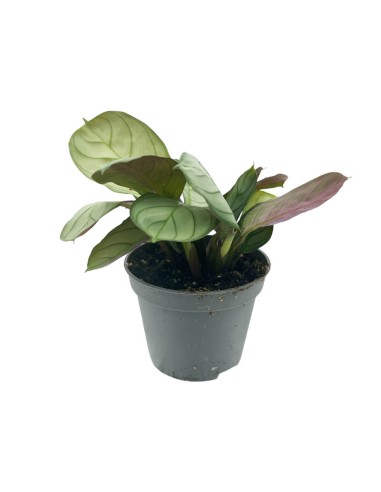 MARANTA LEUCONEURA AMAGRIS MINT  diametro vaso 6 cm