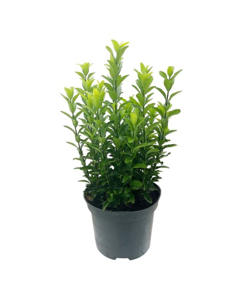 EUONYMUS JAP. 'GREEN SPIRE' diametro vaso 17 cm