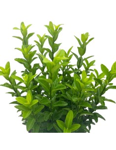 EUONYMUS JAP. 'GREEN SPIRE' diametro vaso 17 cm 2