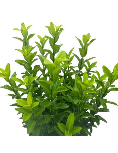 EUONYMUS JAP. 'GREEN SPIRE' diametro vaso 17 cm