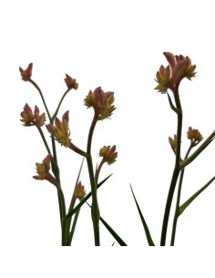 ANIGOZANTHOS (ZAMPE DI CANGURO) Diametro vaso 12 cm 2