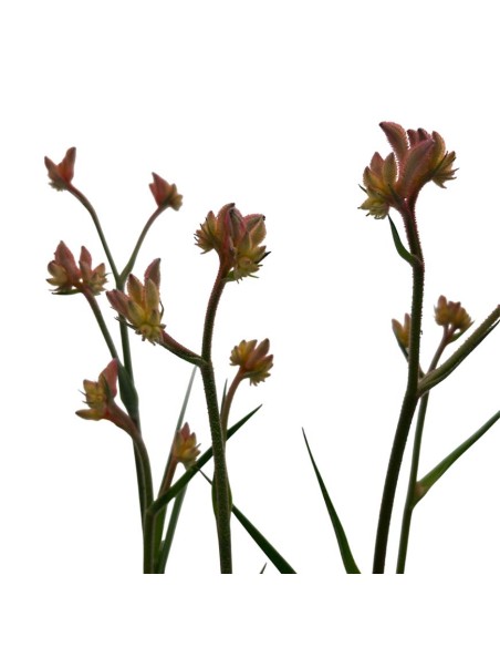 ANIGOZANTHOS (ZAMPE DI CANGURO) Diametro vaso 12 cm