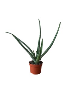 ALOE VERA: La Tua Alleata Naturale per Benessere & Bellezza