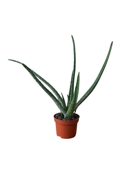 ALOE VERA: La Tua Alleata Naturale per Benessere & Bellezza