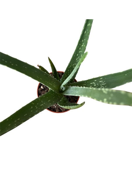 ALOE VERA: La Tua Alleata Naturale per Benessere & Bellezza