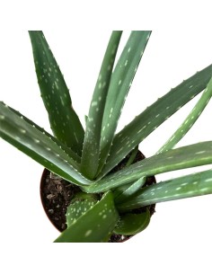 ALOE VERA: La Tua Alleata Naturale per Benessere & Bellezza 2