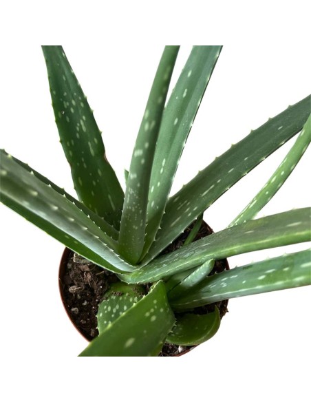 ALOE VERA: La Tua Alleata Naturale per Benessere & Bellezza