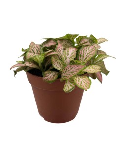 FITTONIA ZALM RUBY LIME Foglie rosa rubino e verde lime