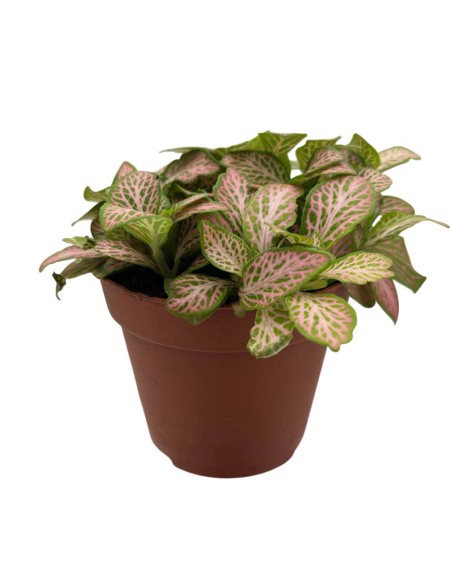 FITTONIA ZALM RUBY LIME Foglie rosa rubino e verde lime