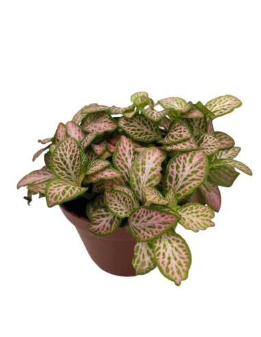 FITTONIA ZALM RUBY LIME Foglie rosa rubino e verde lime