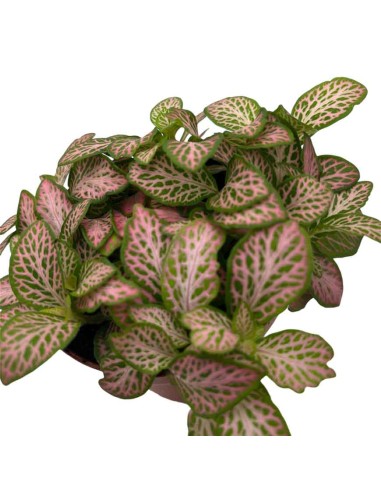 FITTONIA ZALM RUBY LIME Foglie rosa rubino e verde lime