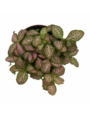 FITTONIA ZALM RUBY LIME Foglie rosa rubino e verde lime