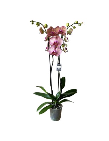 ORCHIDEA PHALAENOPSIS GOLDEN LEOPARD - 2 STELI