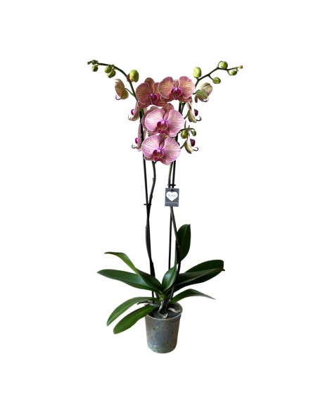 ORCHIDEA PHALAENOPSIS GOLDEN LEOPARD - 2 STELI