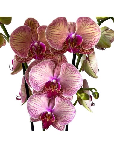 ORCHIDEA PHALAENOPSIS GOLDEN LEOPARD - 2 STELI