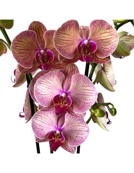 ORCHIDEA PHALAENOPSIS GOLDEN LEOPARD - 2 STELI