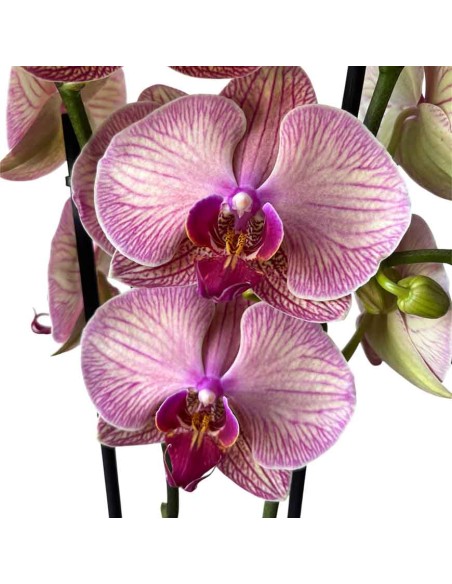ORCHIDEA PHALAENOPSIS GOLDEN LEOPARD - 2 STELI