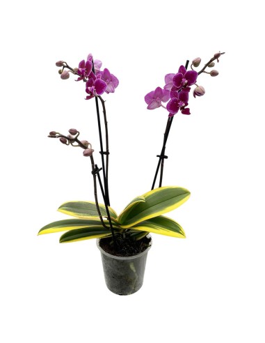 ORCHIDEA PHALAENOPSIS MAGIC LEAF Vaso 12 cm