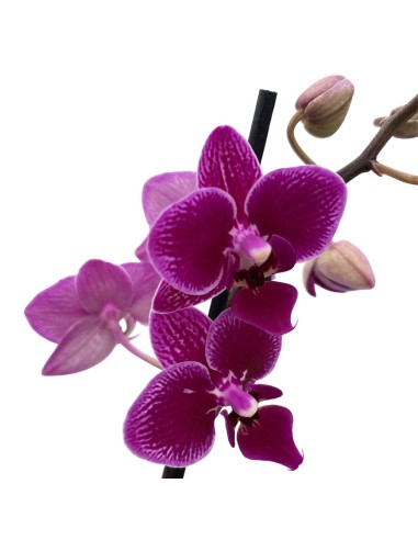 Vaso Per Orchidee Trasparente 13 Cm - Con Fori Di Drenaggio, Viola Scuro