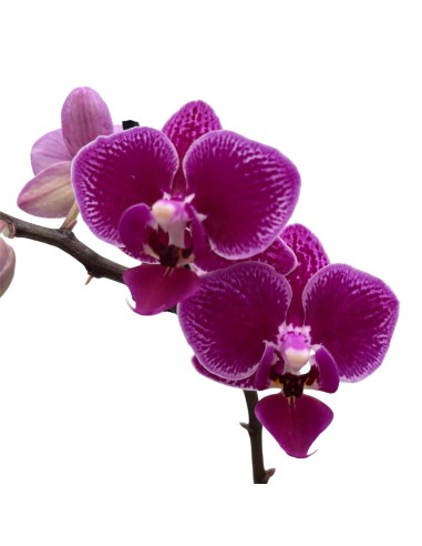 ORCHIDEA PHALAENOPSIS MAGIC LEAF Vaso 12 cm