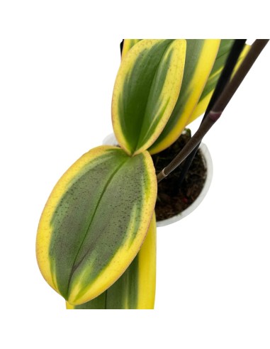 ORCHIDEA PHALAENOPSIS MAGIC LEAF Vaso 12 cm