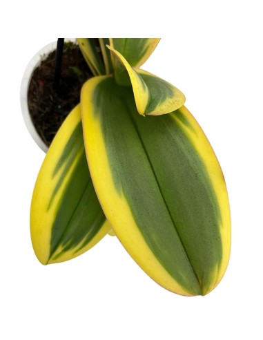 ORCHIDEA PHALAENOPSIS MAGIC LEAF Vaso 12 cm